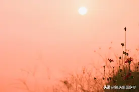 梦见格桑花开-幸福自然来图片