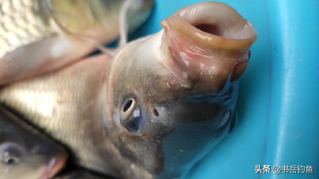 这些生活中常见的食品添加剂，却也是钓鱼中最为有效的饵料辅助品