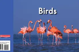 幼儿启蒙有声绘本阅读：《Birds》会游泳的鸟儿图片