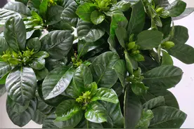 公认的天然有机肥：羊粪，用作养花种菜得先弄清这些小窍门图片