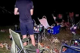 户外烧烤味道太香，引来一群硕大的螃蟹，网友笑称：主菜来了图片