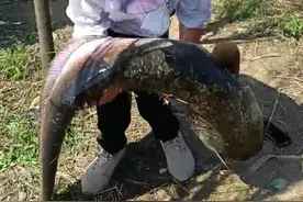 鱼王？珠海一河涌“巨型大鲶鱼”被人钓起，却因放生问题惹争议图片