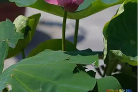 北京三环内免费乘凉的好去处，莲花池公园荷花盛开，美不胜收！图片