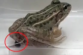 甲虫被青蛙吞下，2小时后从“后门”逃生，网友：可以无限循环图片