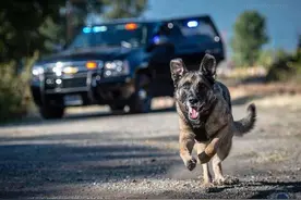 警犬传奇：闻到这种气味便失去嗅觉，警界最厉害的叫“狗祖宗”图片
