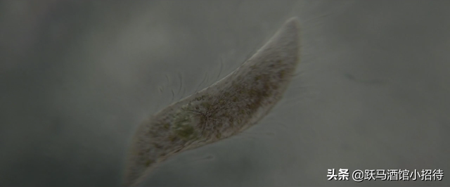 解释一下《异星觉醒》最后的结局