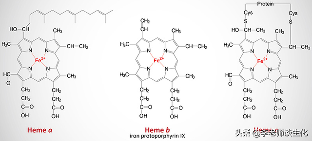 氨基酸衍生物代谢（三）