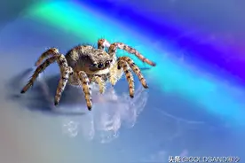 萌萌的跳蛛，在西北很难遇见，眼神融化了摄影师图片