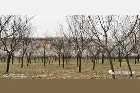 又是一年芳草绿，依然十里杏花红图片