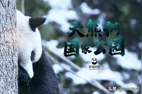 青川原创歌曲《熊猫熊猫》，祝贺大熊猫国家公园成立图片