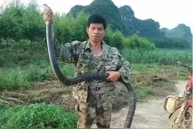 国内最具“牌面”的蛇，眼镜王蛇和眼镜蛇有啥区别？堪称世界之最图片