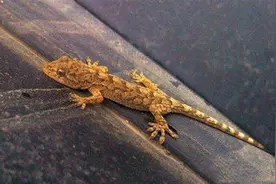 人畜无害的壁虎，为什么位居“五毒”之一？原来是它“深藏不露”图片