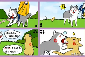 狗狗受伤后的急救技巧：有效止血、伤口清理和医疗求助图片