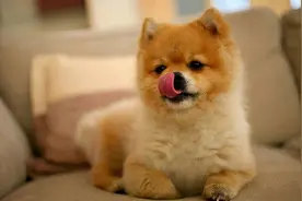 新手养狗指南：养狗必备的13件用品图片