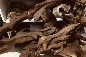 鱼缸里普通木头可以当沉木用吗？简单实用利用好资源效果是一样图片