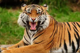 俄罗斯猎人打伤了老虎，三年后这只受伤的老虎咬死了这位猎人图片