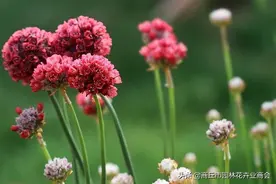 这种一朵朵小花聚起来的小花球，你见过吗？图片