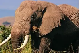 地球霸主大象，八吨重的大块头，却因为牙疼瘫倒图片