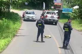 树懒过马路，网友：慢得都长青苔了图片