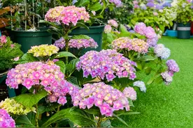 绣球花最近两天感觉叶片枯，花苞散，是缺水还是缺晒？图片