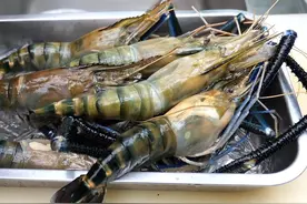 一到冬天就泛滥成灾的食材，总被充当成海鲜，吃自助餐时尽量别碰图片