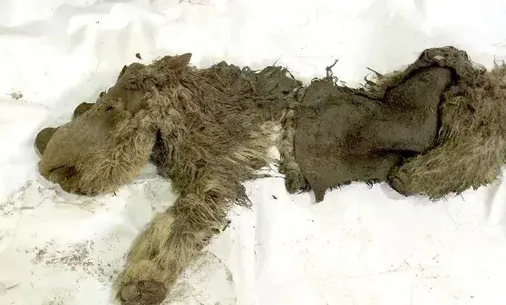 犀牛角化石如何辨别