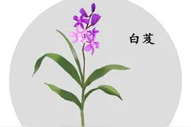中药古今研究：白及图片