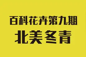 适合北方地区露天栽种的超美耐寒花卉：北美冬青，高端喜庆图片