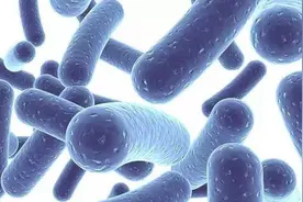 “万能药”益生菌大火，什么是益生菌？专家：益生菌更适合这些人图片