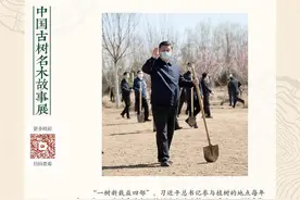 线上展览 | 琼林玉树 本固枝荣——中国古树名木故事展图片