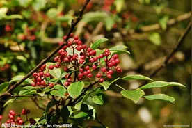 花椒管理7字歌，简单实用效果佳图片