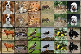 ACCV 2020 最受关注的 Top10 代码开源论文图片