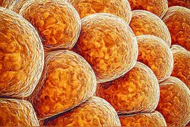 减肥新办法：基因剪帮你“剪”掉脂肪图片