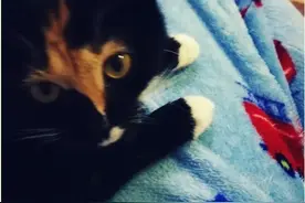 养了两只猫后才发现，猫咪这么喜欢争宠的么图片