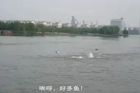 鄂州洋澜湖补水引来鱼跃奇观图片