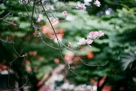 张爱玲：男人被女人吃定的特征，都在这一句话里图片