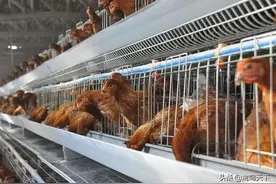 2021年6月份山东地区蛋鸡养殖调研 | 鸡蛋现实需求降至冰点，7-9月季节性涨幅或更大？图片