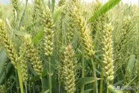 又到小麦播种季，如何购买优良麦种，有什么需要注意的？图片