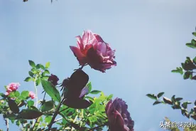 38岁女人：贪玩一次，却换来10年的卑微，最后还是一无所有图片