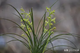 养兰花，有“四不十二字”，灵活掌握，苗壮根旺开花香图片