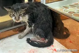 追月：它拖着下半身沿街求助，身后留下一条血路图片