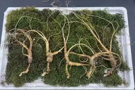 人参 小飞籽儿图片