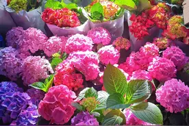 去秦岭山下这个陕西最大花市，像在逛植物园，很多花10元左右图片