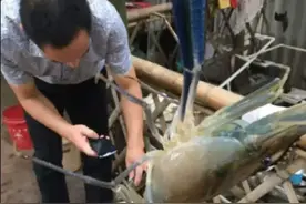 湄公河大虾“成精”，长达1米，当地人请求中国吃货帮助遭拒绝图片