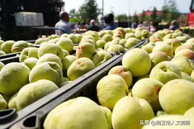 山西农民桃子未熟提前摘下卖“青桃”，收购场面火爆，咋回事图片