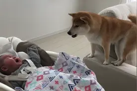 柴犬照顾小宝宝，比女主人还有耐心，哪个幼师学校毕业的？图片