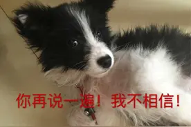 如果你想养狗，劝你不要养这几种，实在太不忠心了图片