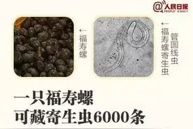 福寿螺寄生虫可达6000条，曾有女子误食后流产，吃螺要学会区分！图片