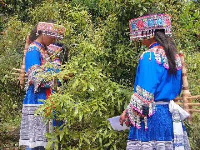 西望山下，“虫茶”完爆“猫屎咖啡”