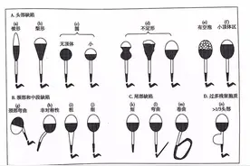 精子是如何形成的？它会被用尽吗？图片